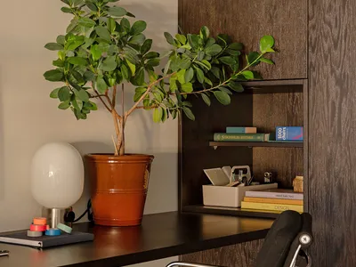 A modern, industrial-style home office with wooden shelves, a desk, and a green plant.