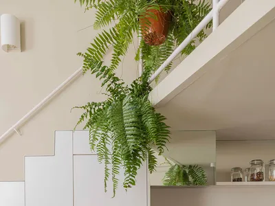 A modern minimalist kitchen featuring concrete cabinets and pendant plants.