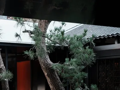 Modern restaurant interior with wooden tables and chairs surrounded by greenery and decorative rocks.