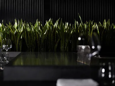 Modern restaurant bar with black glass countertop and green foliage decor.