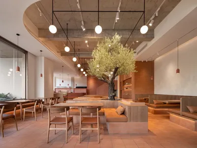 Contemporary restaurant interior with concrete ceiling, wooden seating, and a centrally positioned olive tree.