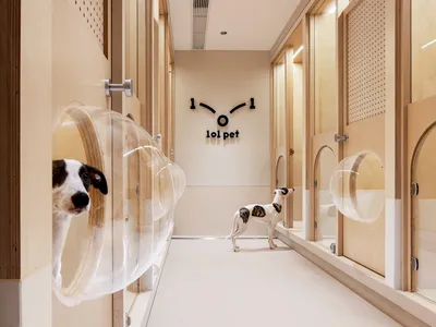 A modern dog hotel with wood paneling, featuring transparent dog enclosures and a clock reading "101 PETS"
