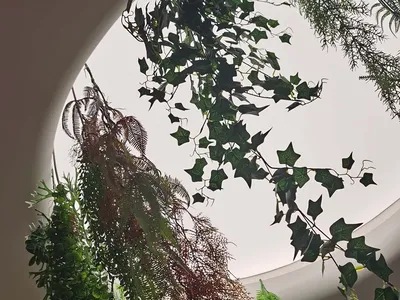 各式室內植物從天花板圓形開口懸掛而下。