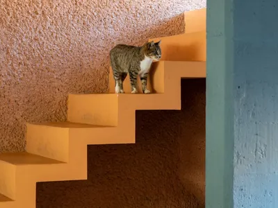 A cat standing on a yellow staircase made of concrete.