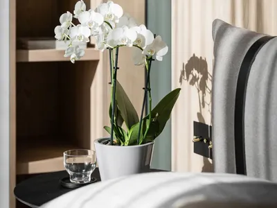 Modern minimalist bedroom featuring a white orchid plant in a pot, with a grey and black bed and a wooden shelf with books.
