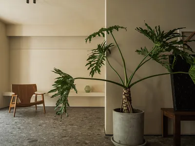A potted plant placed on a concrete floor in a living room.