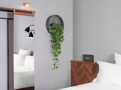 A minimalist bedroom featuring a wooden headboard and a concrete wall with a hanging plant.