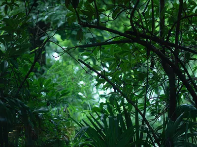 靠近大片窗戶的餐廳區域，可欣賞周圍森林景觀，桌上擺放各式酒杯