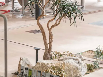 A relaxing indoor space with a large rock surrounded by potted plants and bottles, creating a calming atmosphere