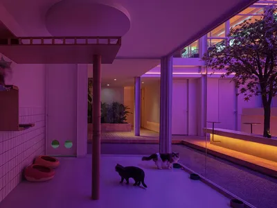 Two cats walking on a white carpet in a cozy home living area with a potted plant and three bowls