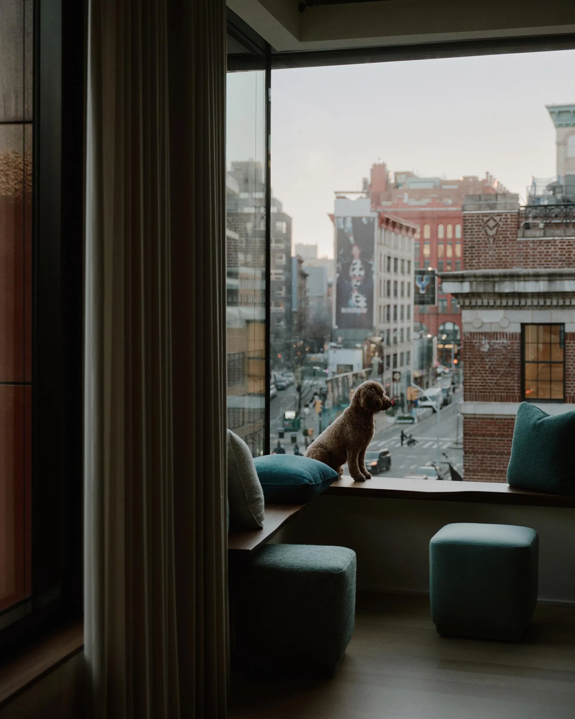 A small dog sitting on a window sill in a modern living space with a view of the cityscape.