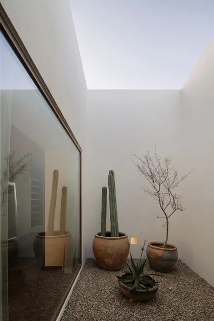 A minimalist indoor plants courtyard with cacti and a small tree in lightweight pots.