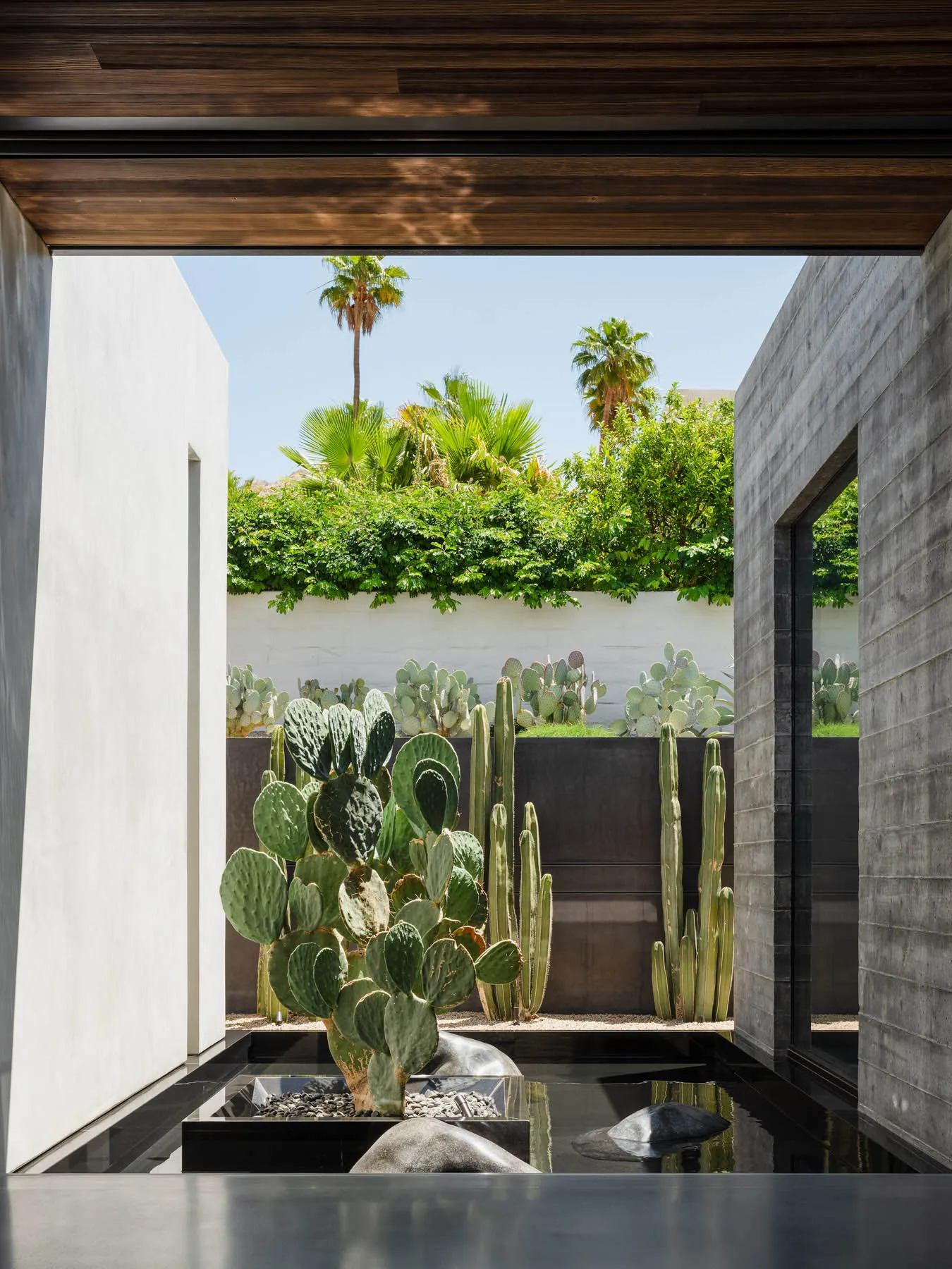 A modern concrete landscape with a water feature, cacti, and lush greenery.
