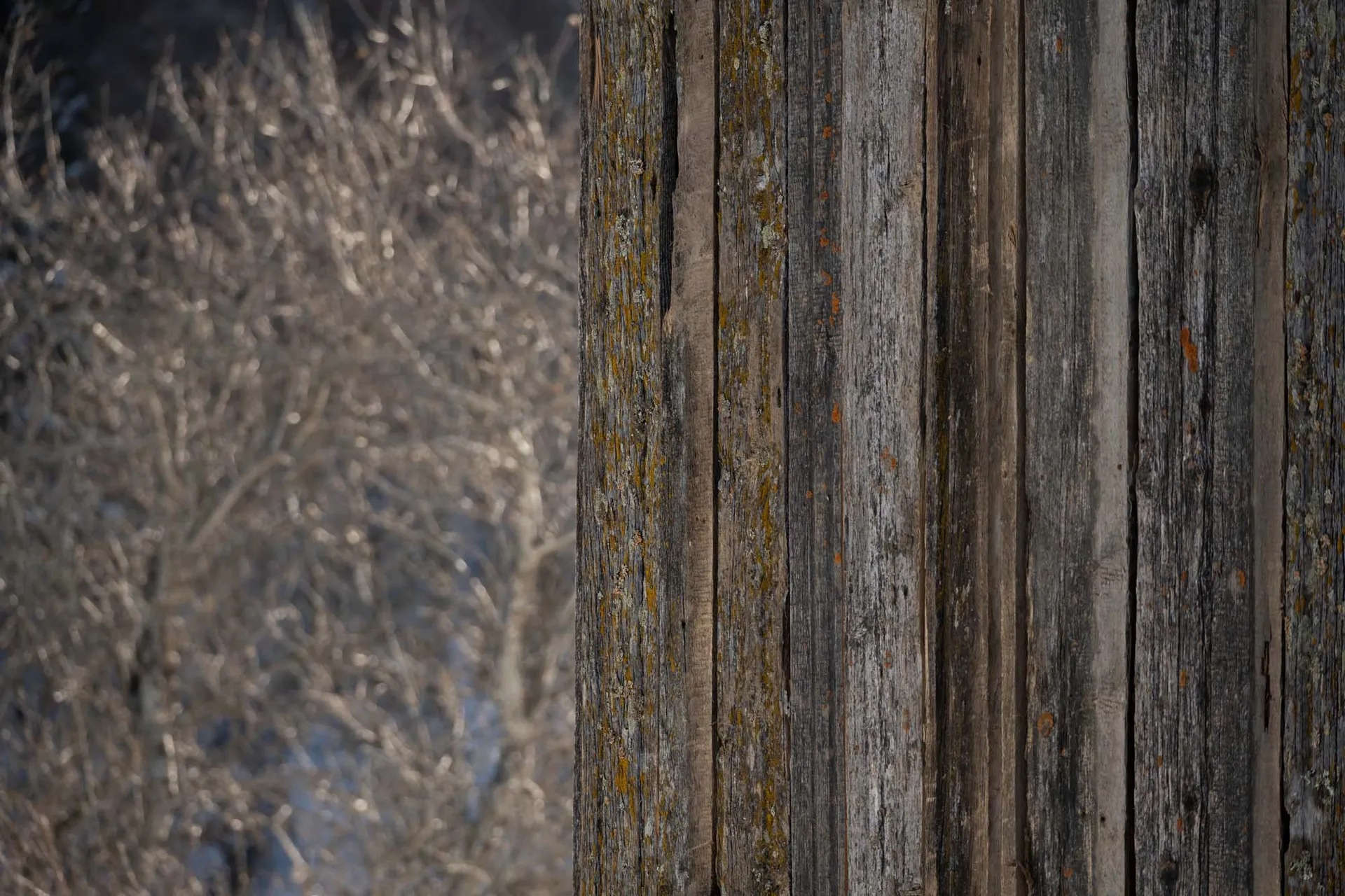 Vertical image of rustic, weathered wooden panels with paint splashes and moss growing on the surface