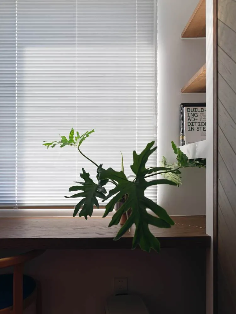 A minimalist residential interior featuring plants, white blinds, and wooden shelves.