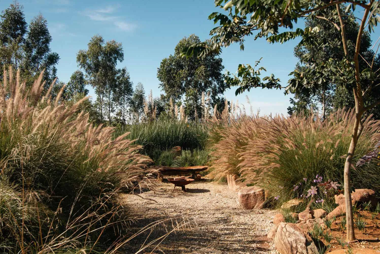 A desert garden with tall grasses, gravel path, and wooden seating area.