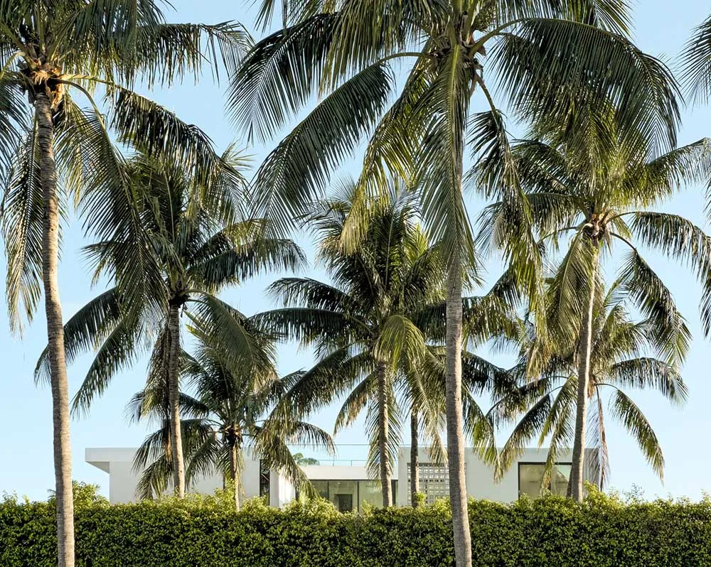 A modern, minimalist residential exterior featuring glass walls and tall coconut palm trees.