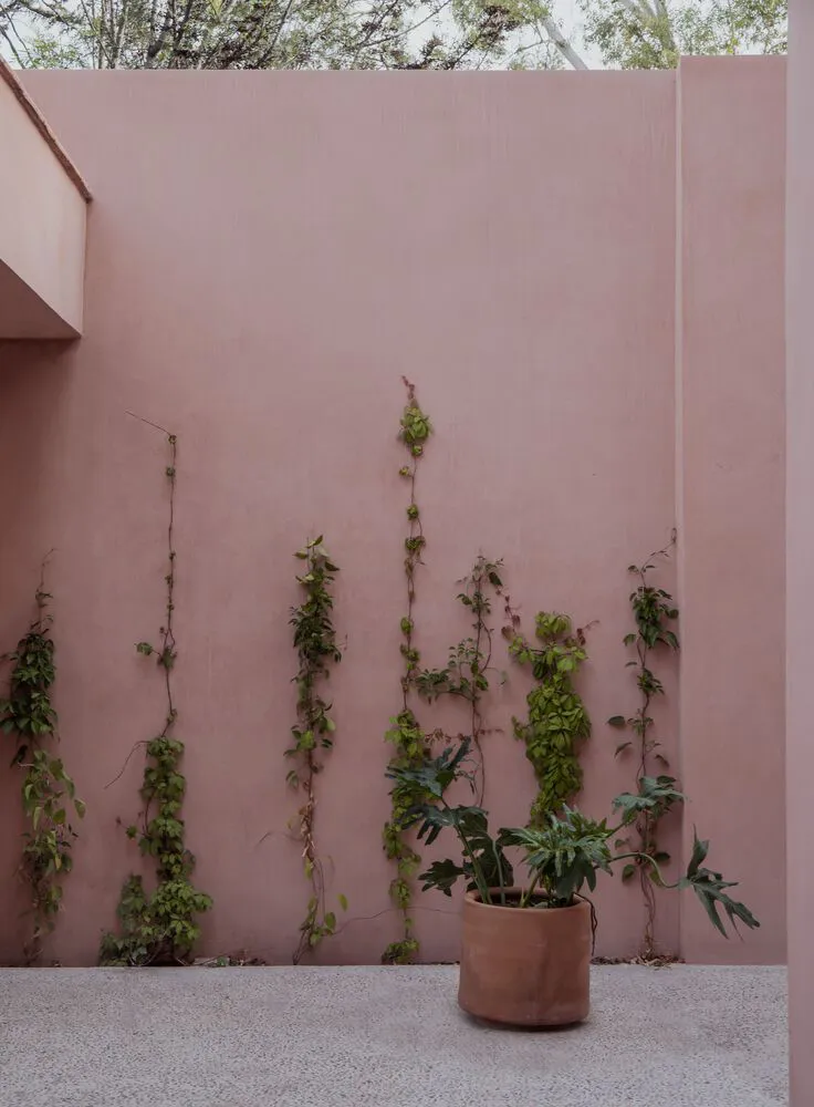 A minimalist exterior with a concrete wall, climbing plants, and a potted plant.