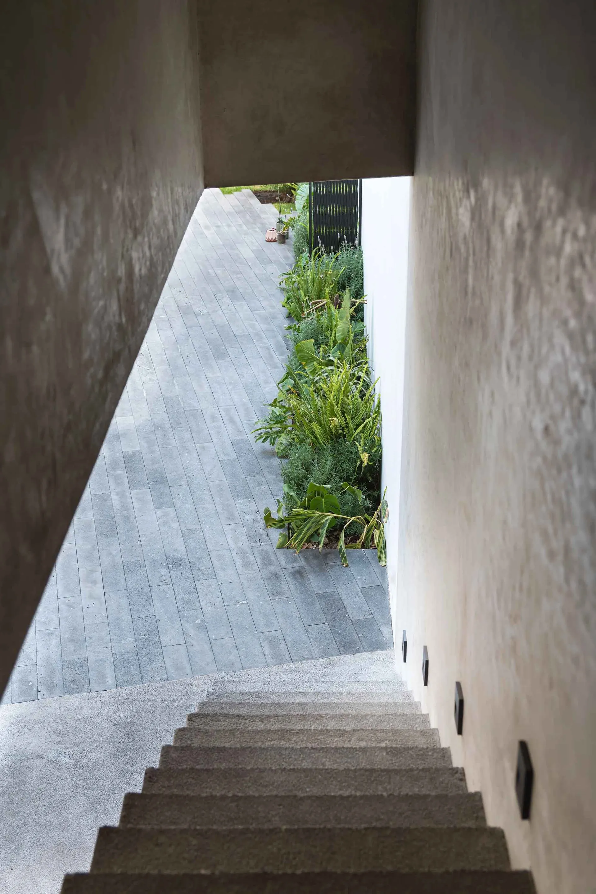 Concrete steps leading to a minimalist entrance pathway surrounded by greenery.