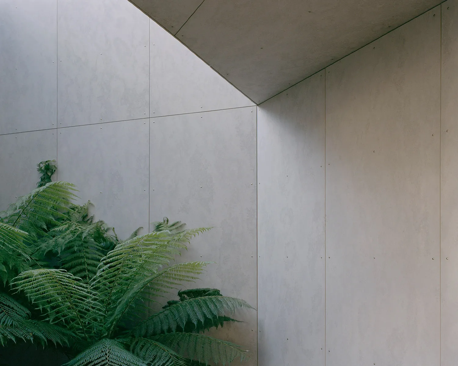 Modern minimalist interior design featuring concrete walls and greenery.