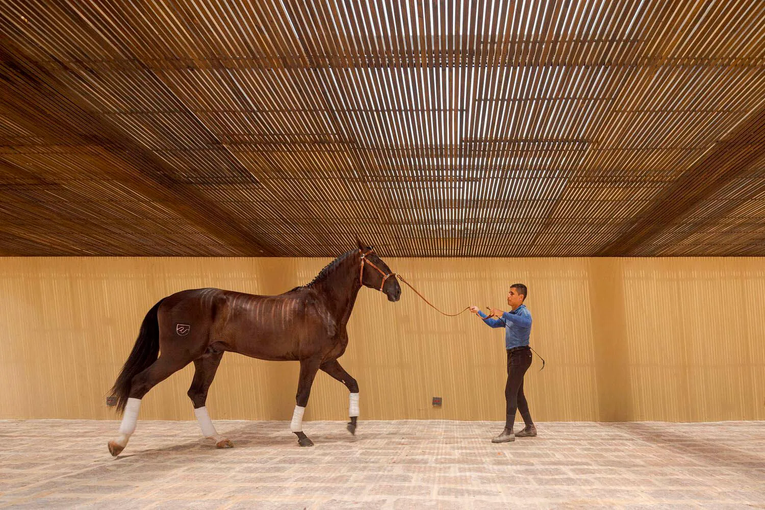 一名男子站在一匹棕色馬匹旁,位於鋪有瓷磚地板的室內馬圈內