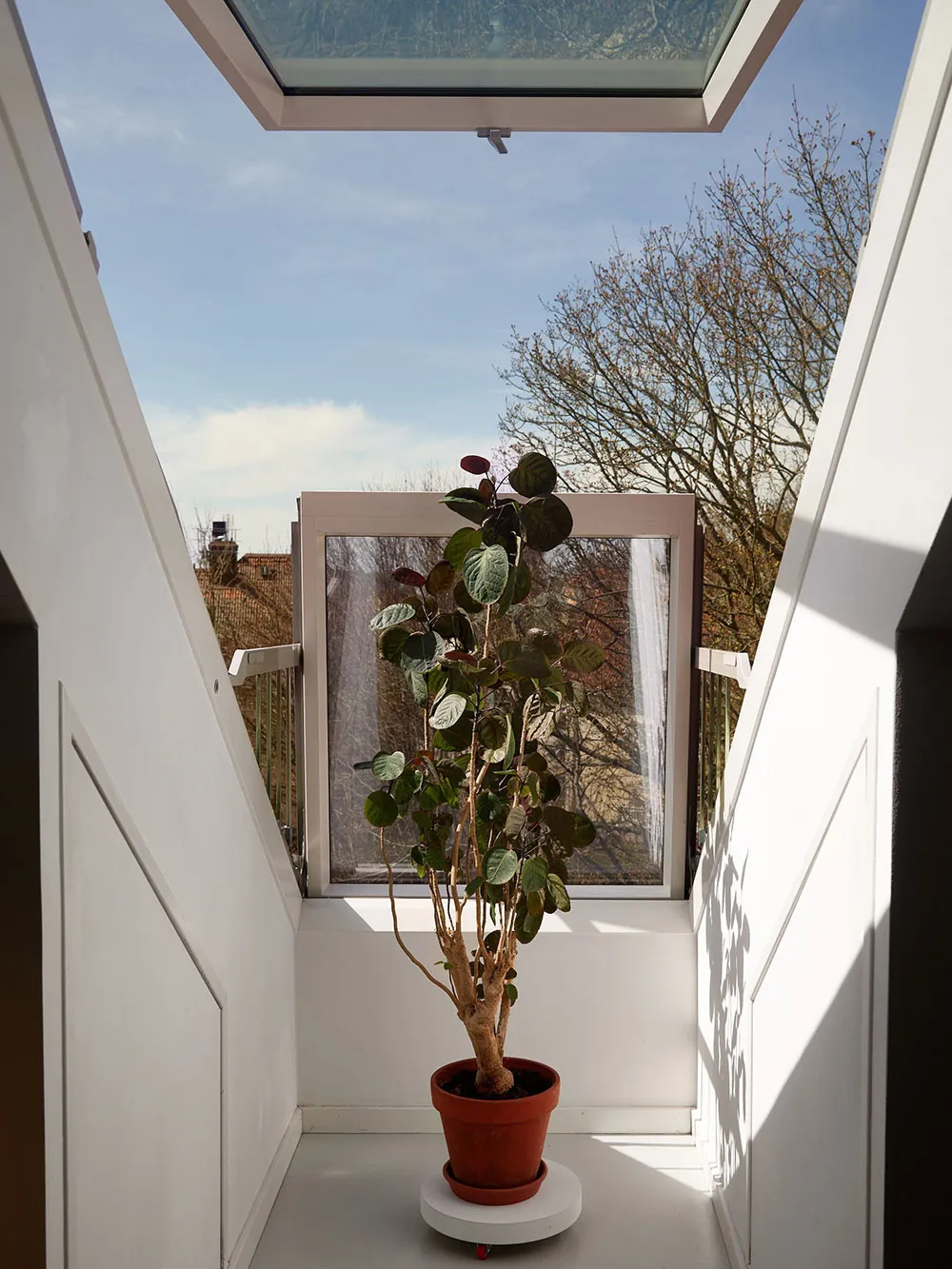 An indoor plant placed near a window with a clear view of the sky and trees outside.