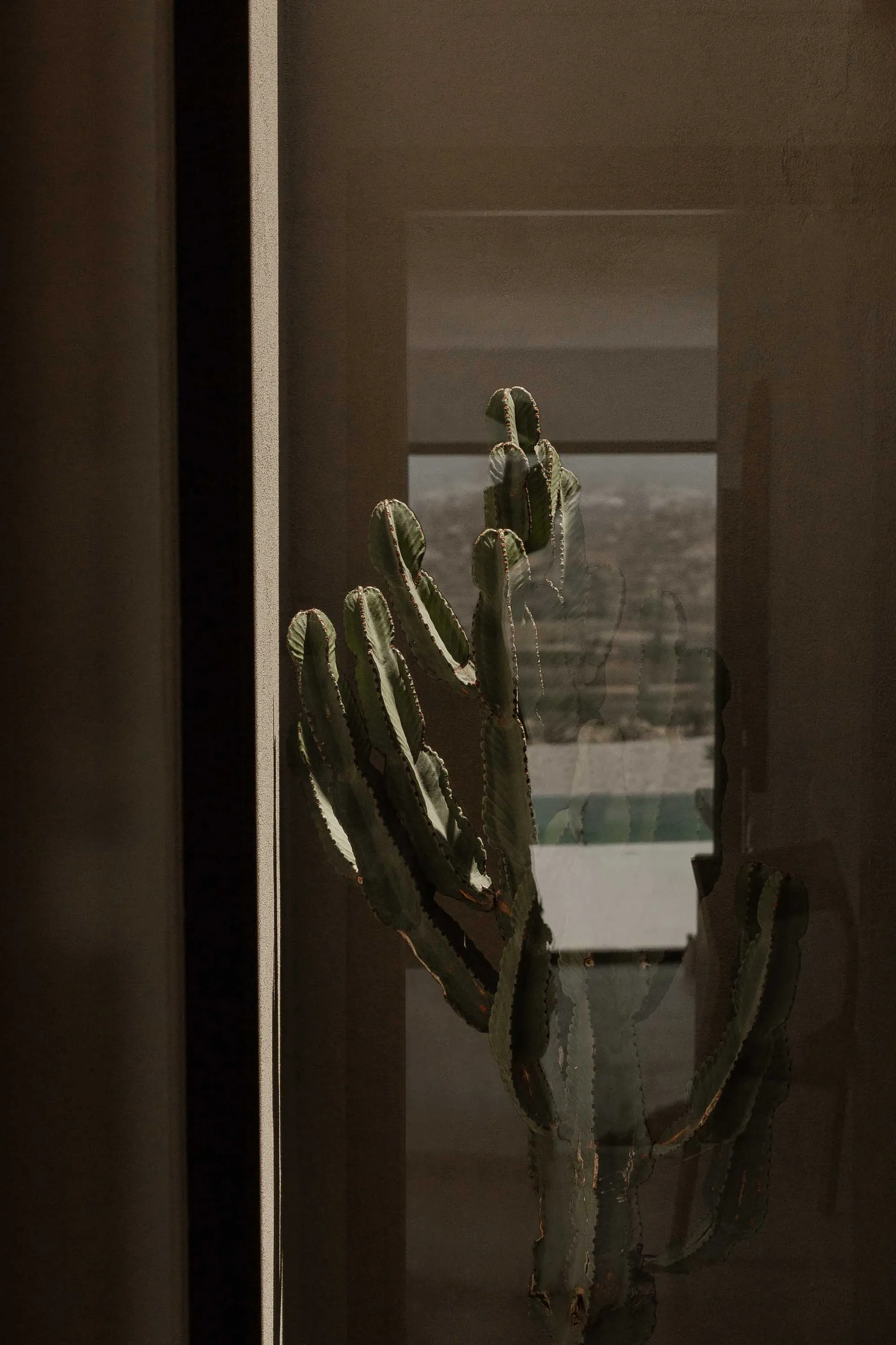 Glass window featuring a cactus plant