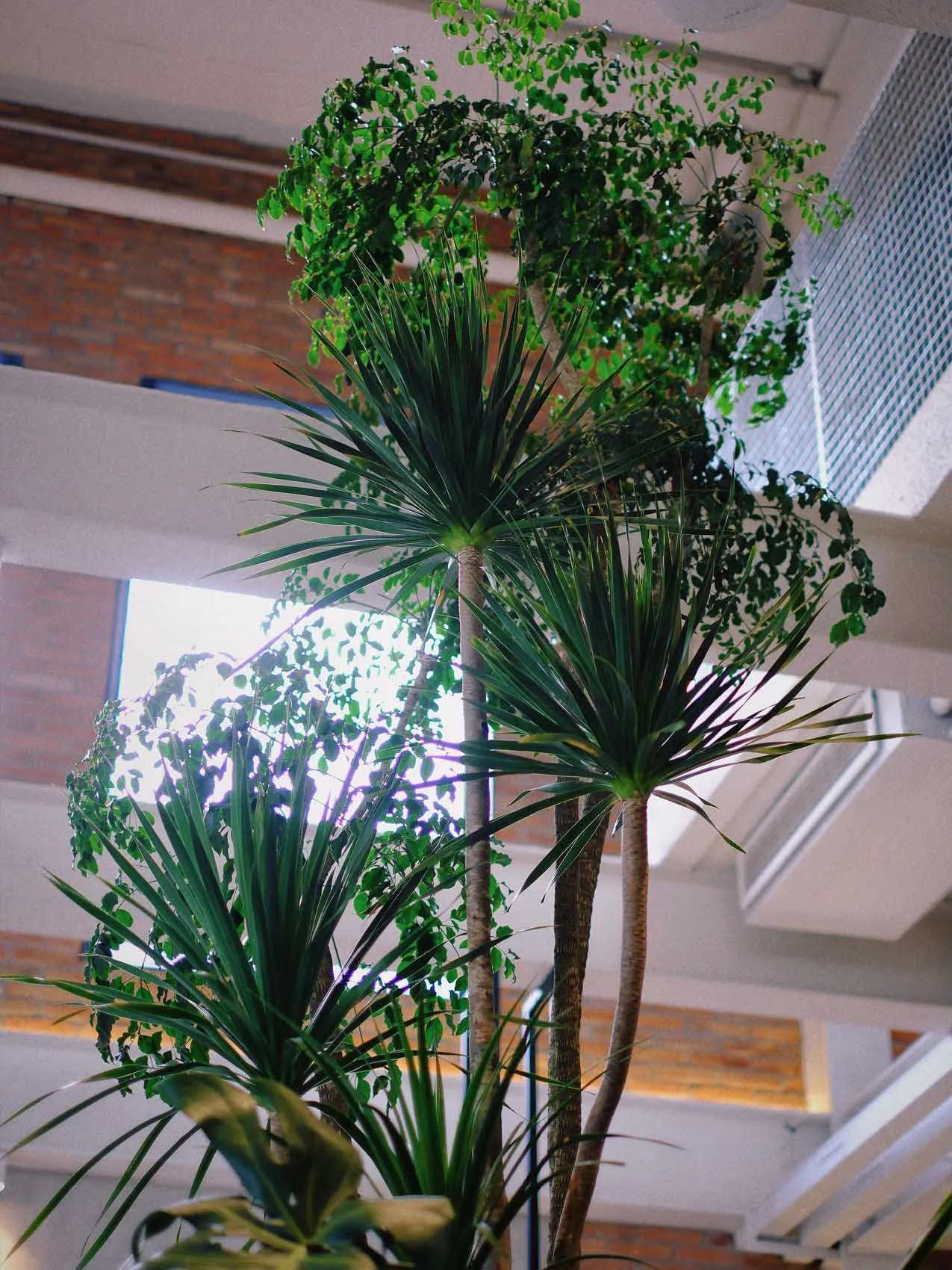 Potted plants indoors near a window, emphasizing their greenery and freshness.