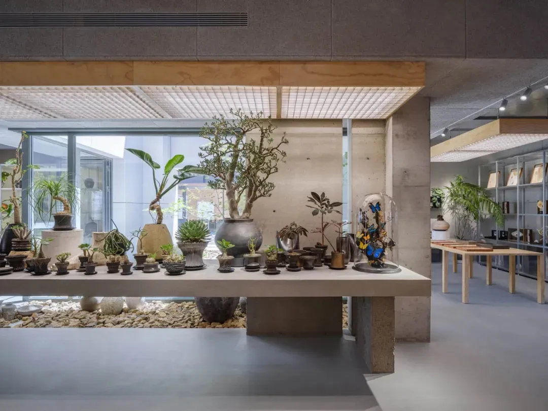A minimalist indoor plant display featuring various plants in concrete planters and a glass dome with butterflies.