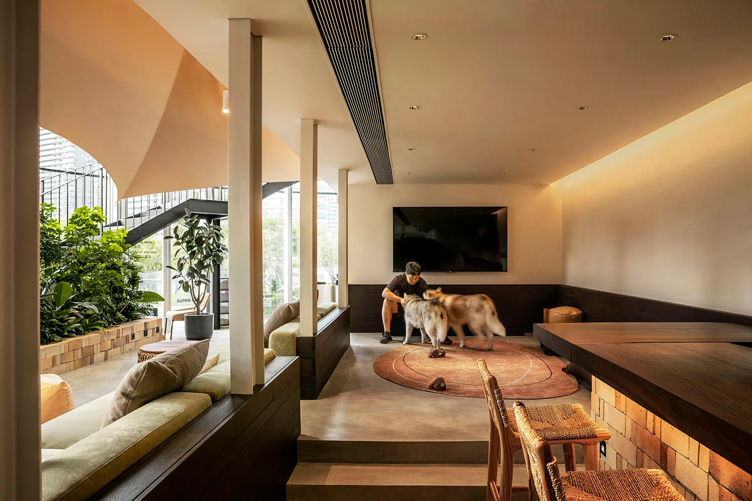Modern living room with concrete floor, wooden benches, and two huskies playing on a brown rug.