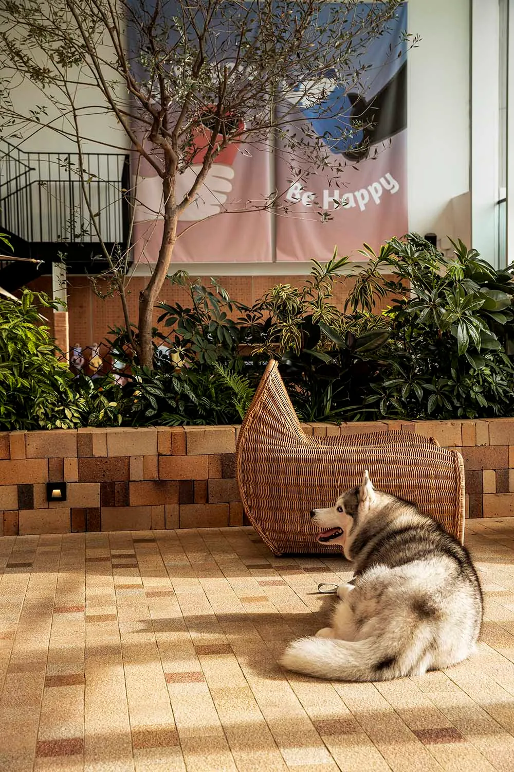 A husky dog sits on a wicker chair in a dog-friendly interior space.