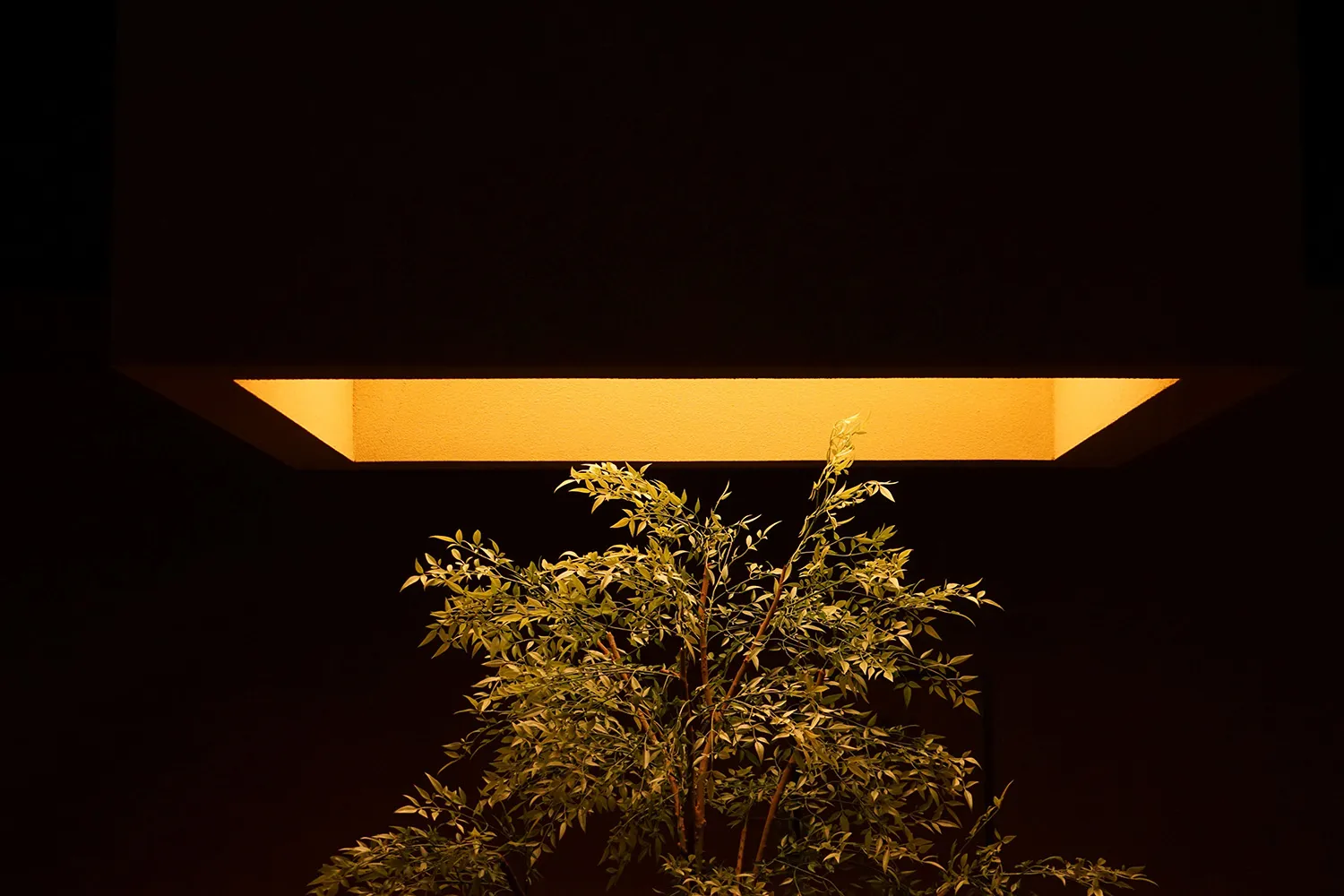 Modern decorative lighting fixture featuring a plant in a dark setting, showcasing elegant design and ambient lighting.