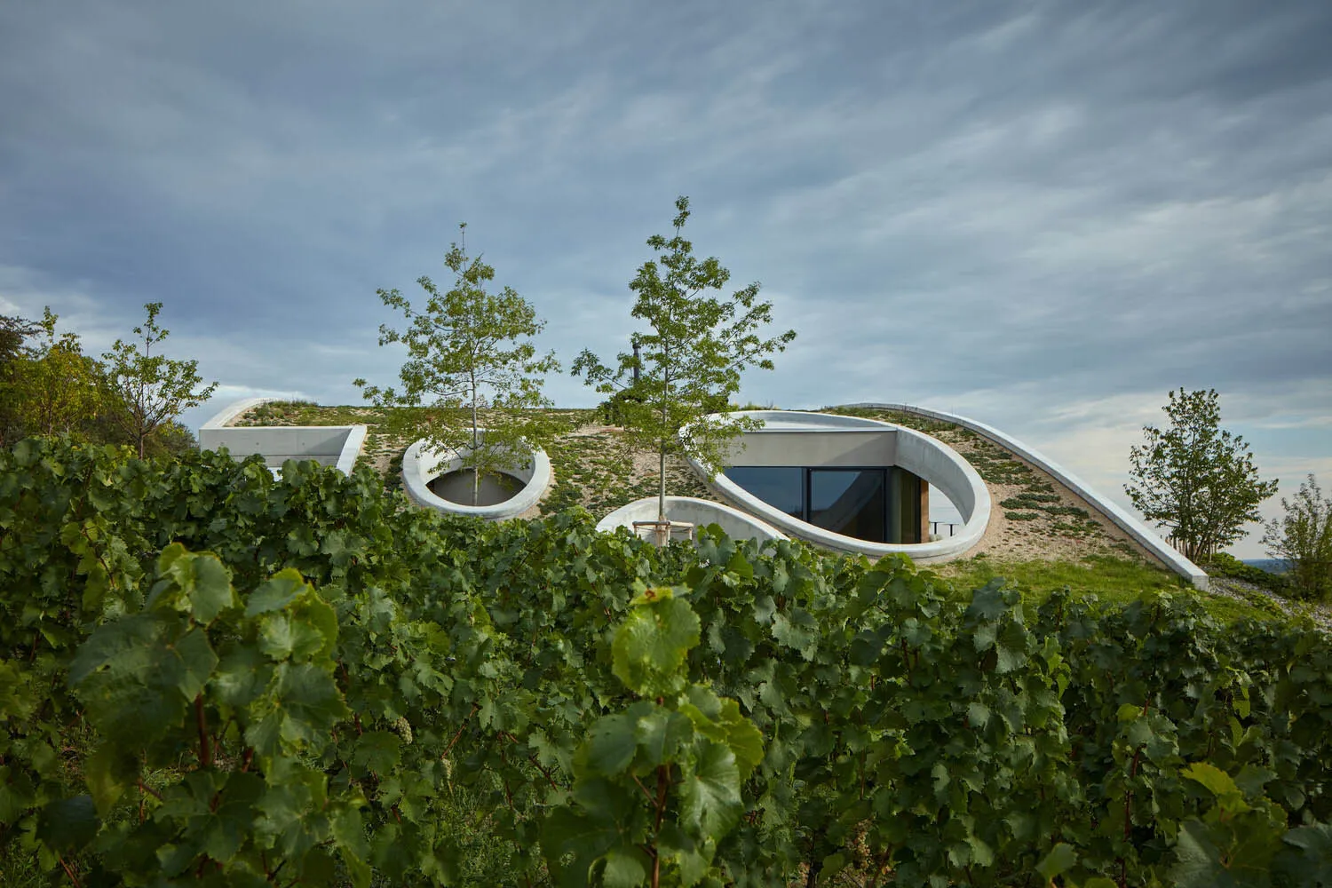 A modern house with a green roof surrounded by grape vines and trees.