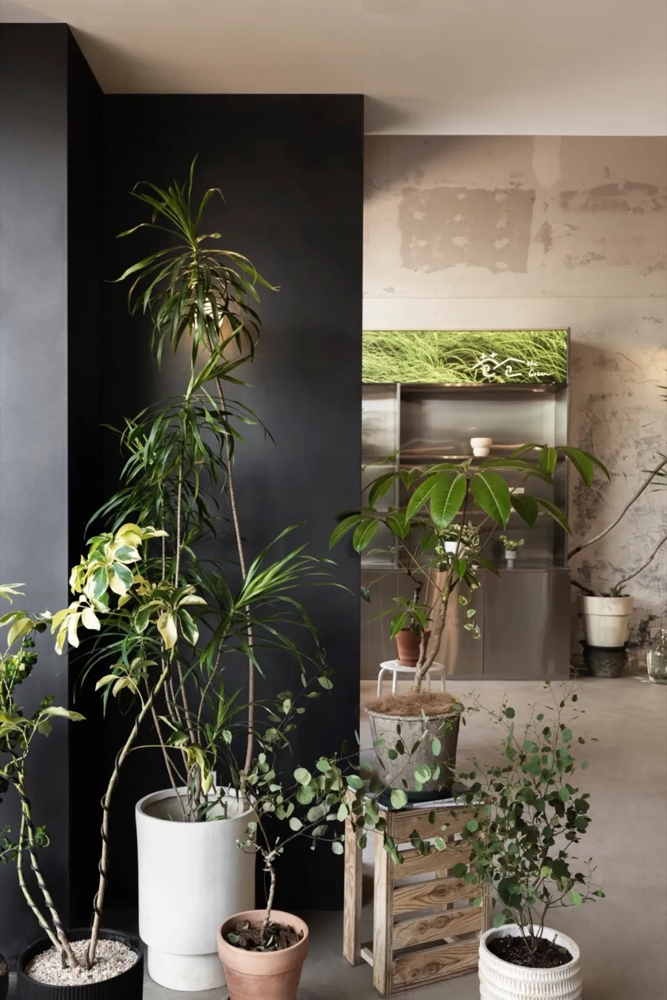一間客廳擺滿各種盆栽植物,並以混凝土牆作為背景。