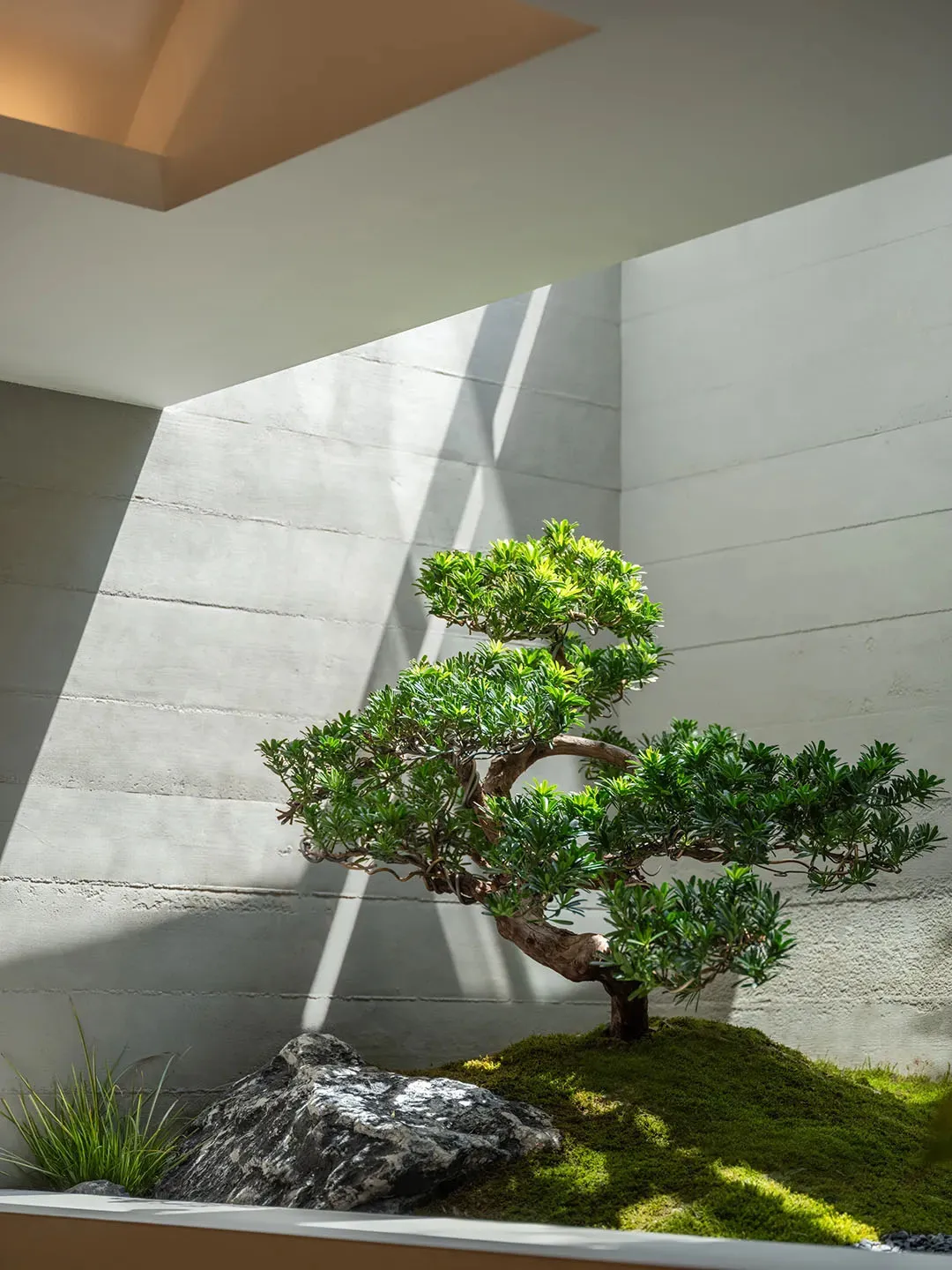 Bonsai tree with moss and rocks in a minimalist design setting