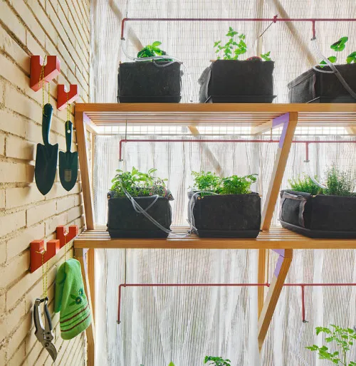 Indoor shelves with potted plants in a greenhouse setting.