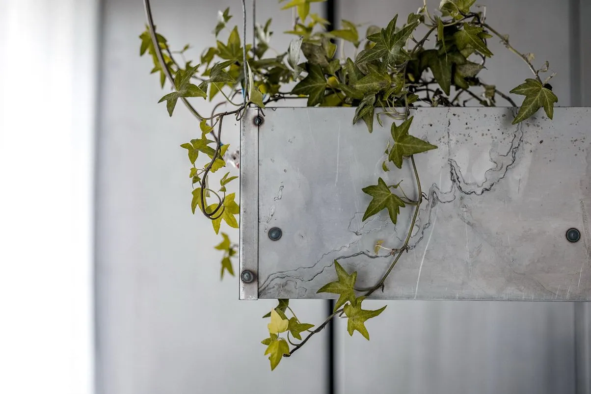 Decorative metal planter with green ivy plants hanging indoors.