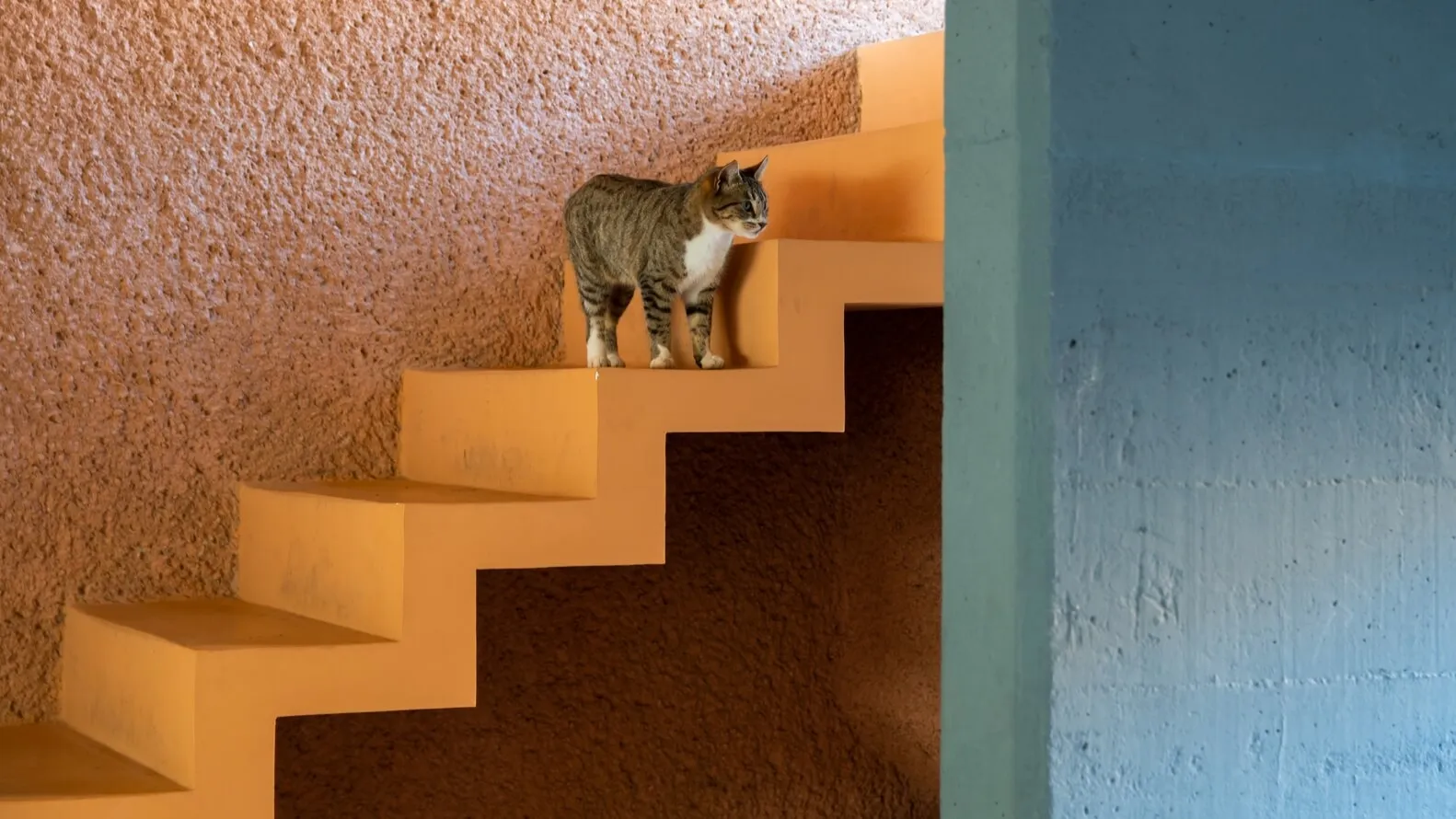 A cat standing on a yellow staircase made of concrete.