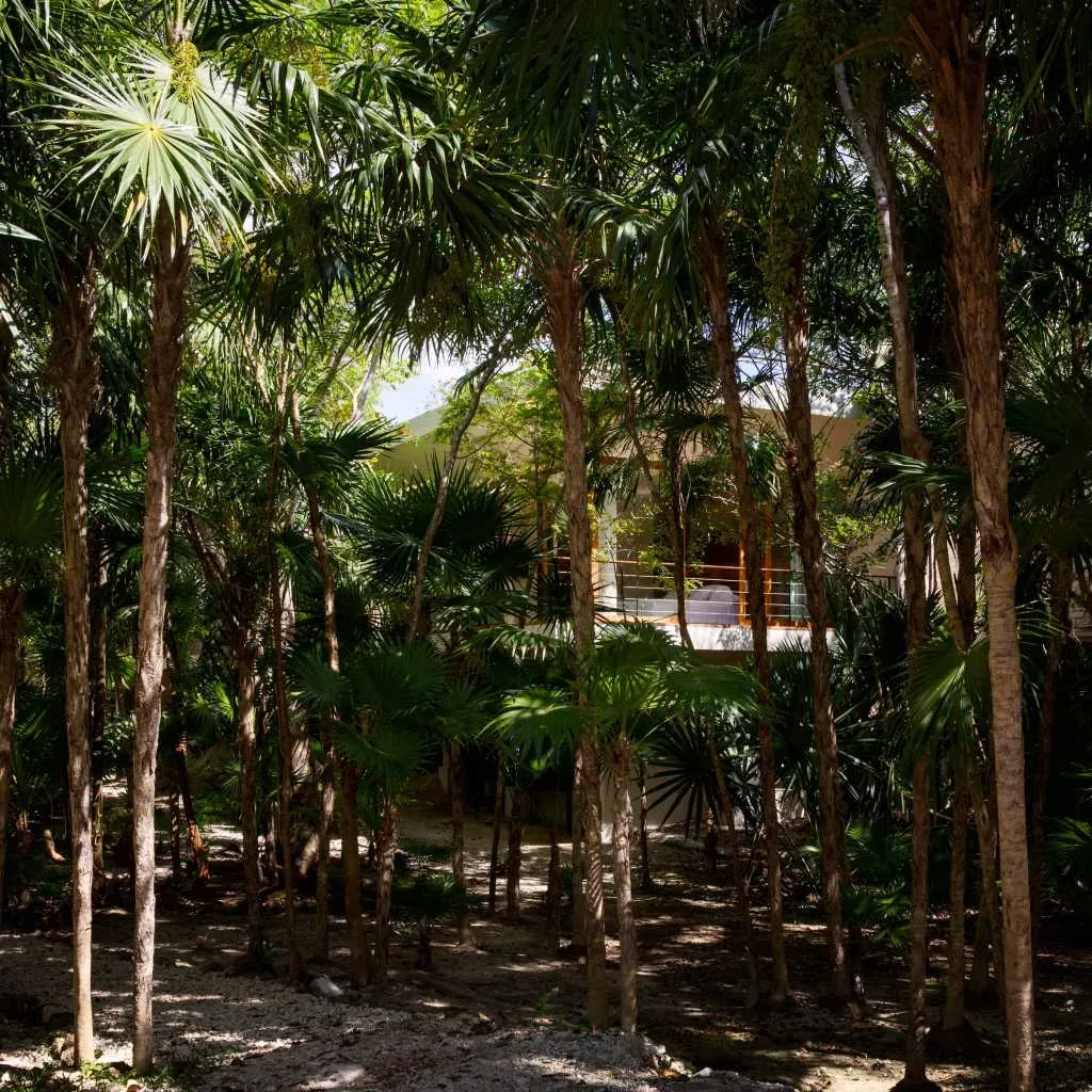 Modern residential space surrounded by palm trees and a concrete pathway.