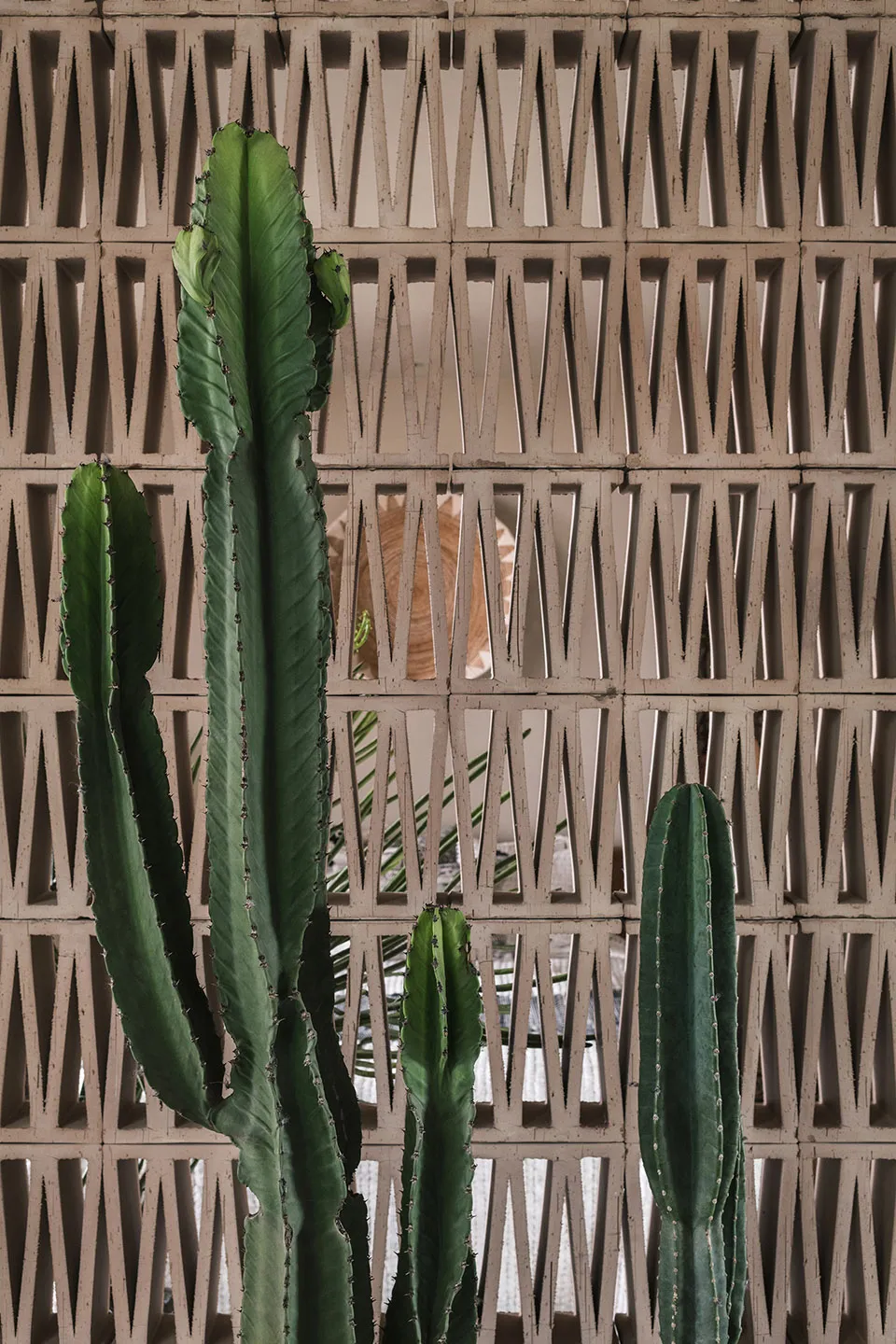 A scene featuring cactus plants set against a modern, geometric concrete lattice wall.