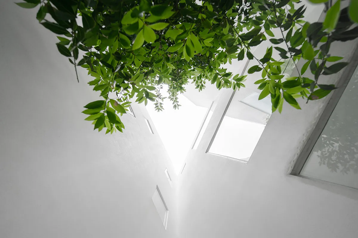 白色房間有綠葉從上方垂掛