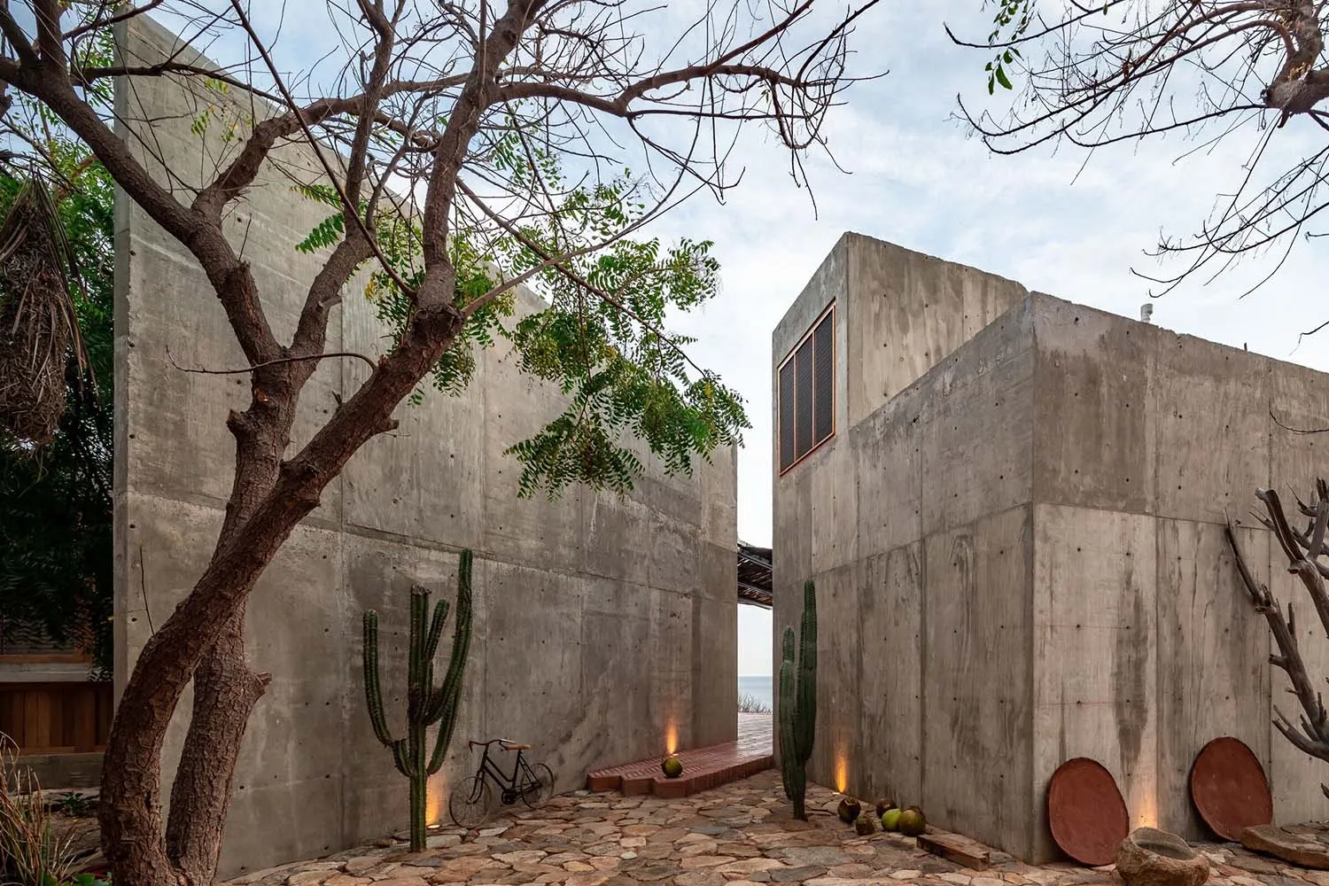 Modern interior design featuring concrete walls and floors with cacti and trees