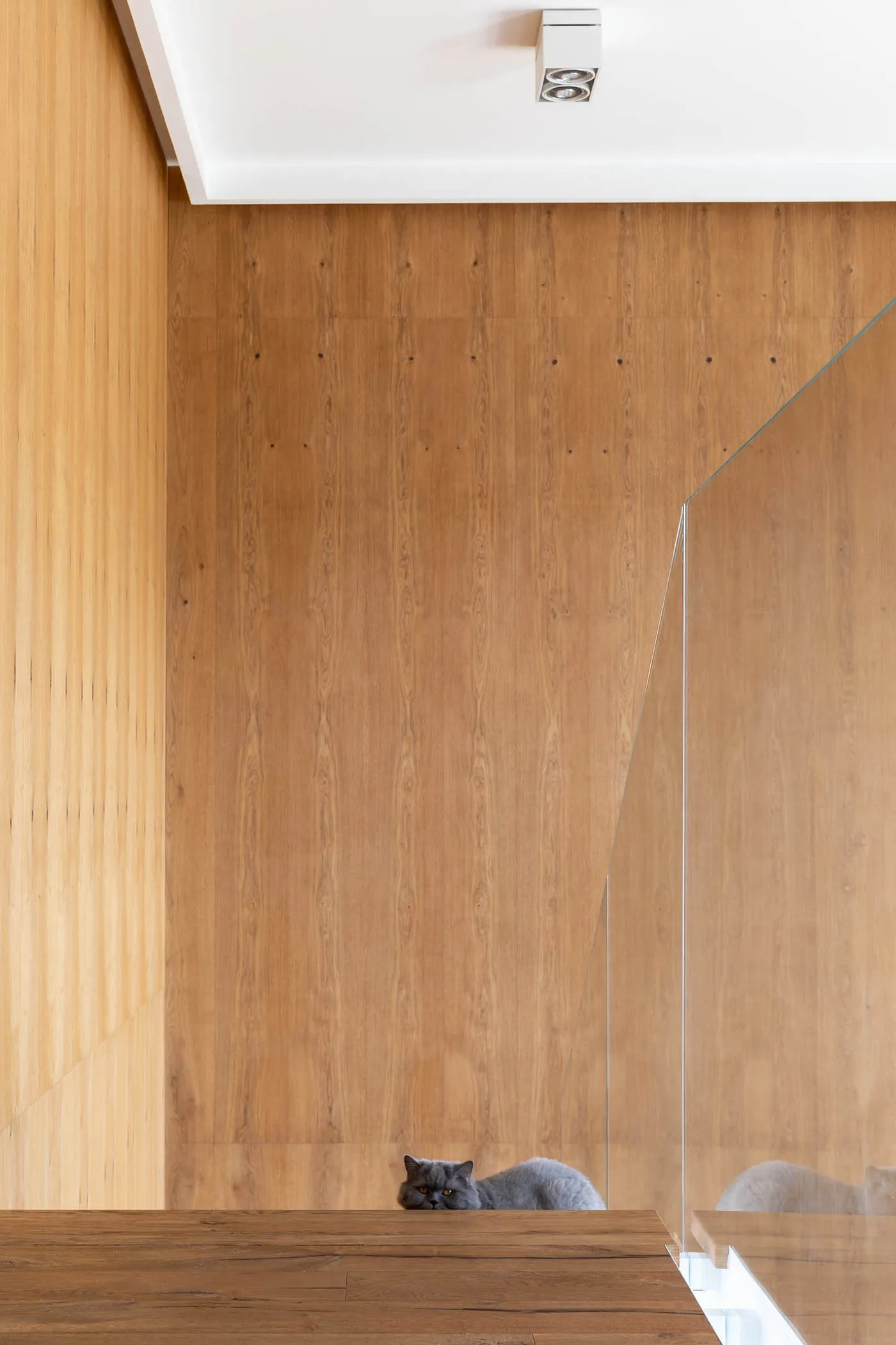 A grey cat peeking around a corner in a wooden interior space.