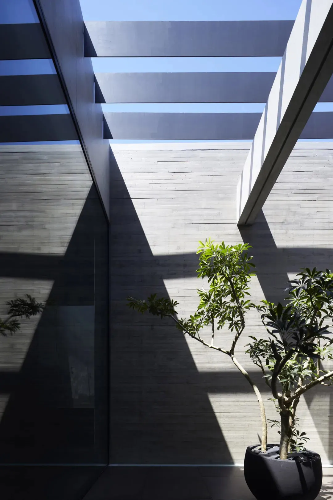 Succulent plant in a modern concrete and glass interior space
