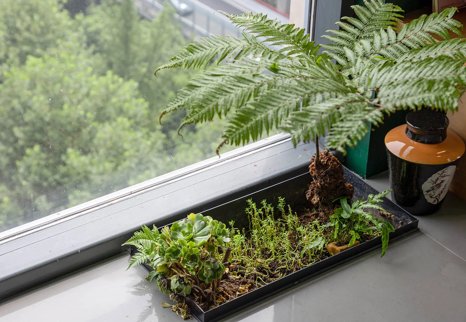 A modern, minimalist arrangement of plants on a window sill in a metal tray.