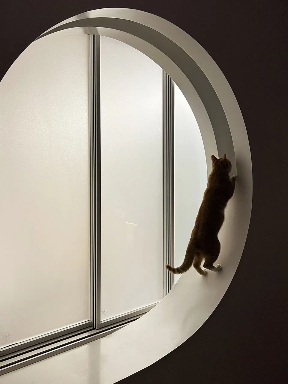 An orange tabby cat climbing the ledge of a large, circular glass window.