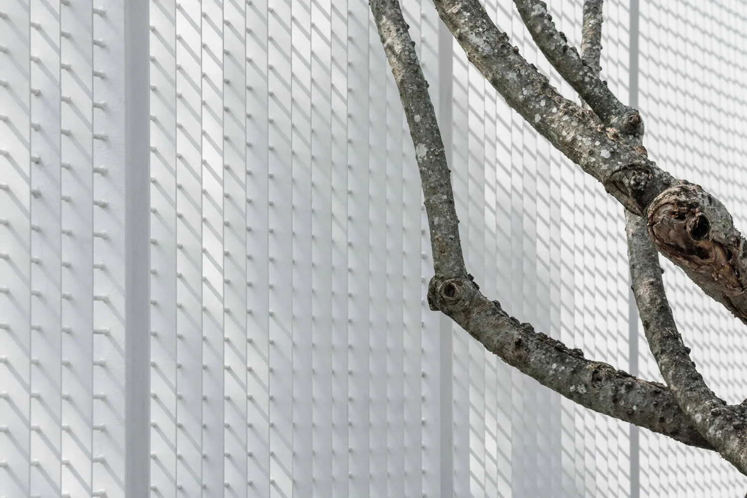 Close-up of modern white-tile architectural exterior with natural tree branch