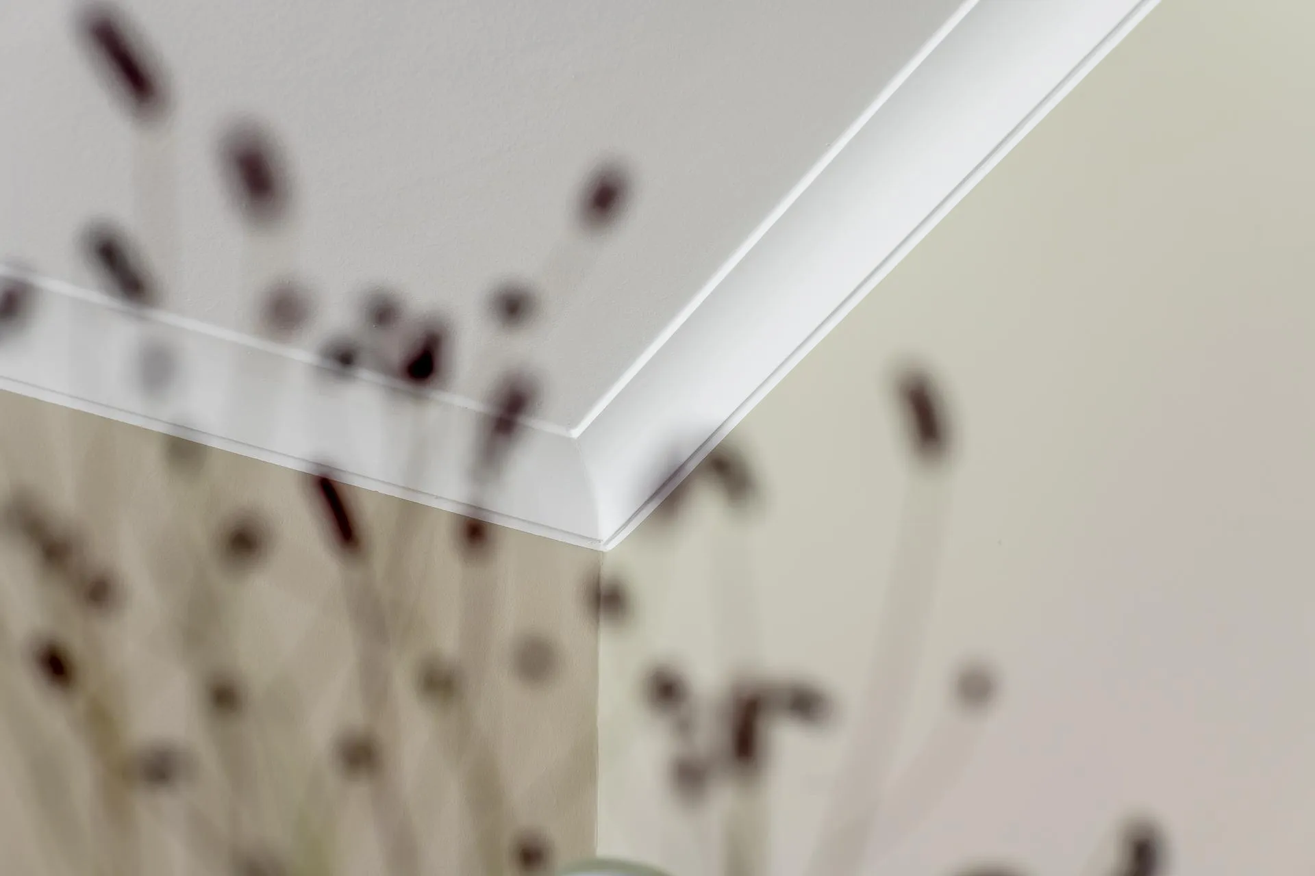 Wall mold and mold spores