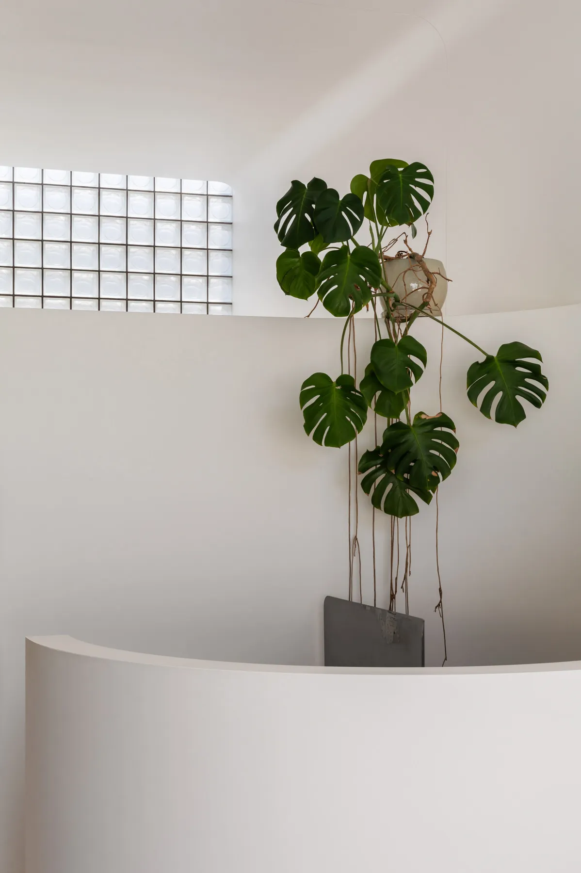 Modern minimalist interior with white walls and a hanging plant.