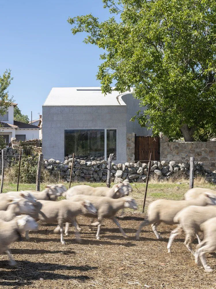 Sheep running in a field with a modern farmhouse in the background.